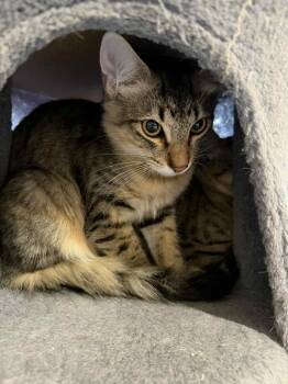 Domestic Long Hair Cats Available for Adoption - Chester | PetCurious