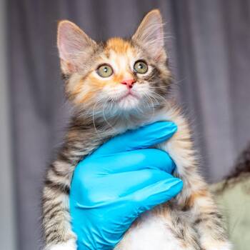 Domestic Medium Hair and Domestic Short Hair Cats Available for Adoption in Hattiesburg, Mississippi - Dominica | PetCurious