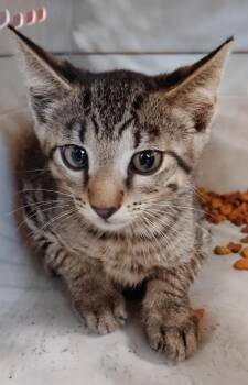 Chester -  Domestic Short Hair Cat for Adoption in Clarksville, Tennessee - Chester | PetCurious