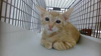 CHIP -  Domestic Short Hair Cat for Adoption in Doral, Florida - CHIP | PetCurious