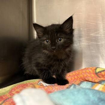 Domestic Short Hair Cats Available for Adoption in Rancho Cucamonga, California - DEWEY | PetCurious