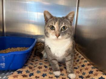 Domestic Short Hair Cats Available for Adoption - Sadie | PetCurious