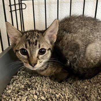 Domestic Short Hair Cats Available for Adoption - Kiki 5059 | PetCurious