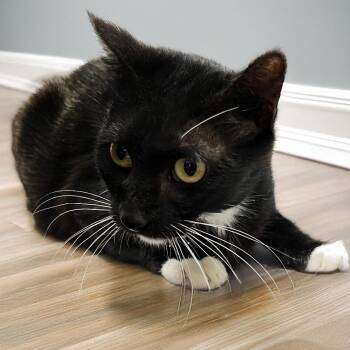 Gwen -  Domestic Short Hair Cat for Adoption in Austin, Texas - Gwen | PetCurious
