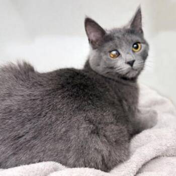 Domestic Short Hair Cats Available for Adoption - Scrapple | PetCurious