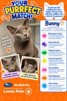 Bunny -  Domestic Short Hair Cat for Adoption in Winter Haven, Florida - Bunny | PetCurious