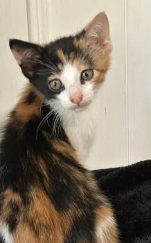 Rescue Domestic Short Hair Cats for Adoption in Ball Ground, Georgia - Toccata | PetCurious