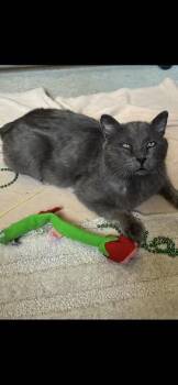 Auggie -  Domestic Short Hair Cat Available for Adoption in Omaha, Nebraska - Auggie | PetCurious