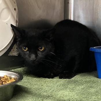 Boss -  Domestic Short Hair Cat for Adoption in Starkville, Mississippi - Boss | PetCurious