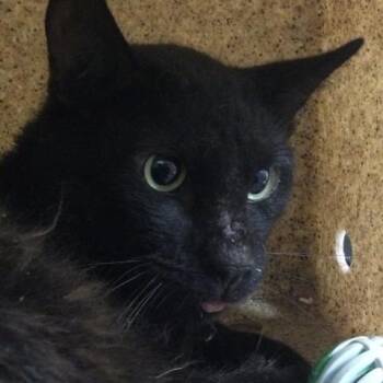 MICHAEL JORDAN -  Domestic Short Hair Cat for Adoption in Riverside, California - MICHAEL JORDAN | PetCurious