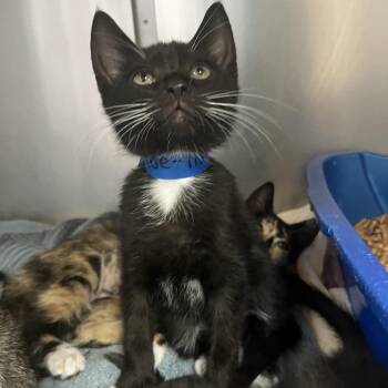 Domestic Short Hair Cats Available for Adoption in Lakeland, Florida - Tip-Toe | PetCurious