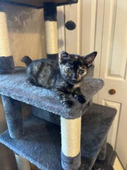 Aurora -  Tortoiseshell Cat for Adoption in Orlando, Florida - Aurora | PetCurious
