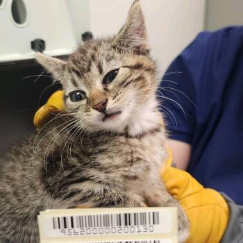 Domestic Medium Hair Cats Available for Adoption in Charleston, West Virginia - Mozzarella Stick | PetCurious