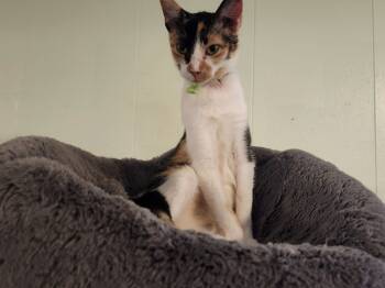 Rescue Domestic Short Hair Cats for Adoption in Rice Lake, Wisconsin - Madame | PetCurious