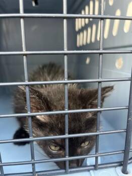 PORCUPINE -  Domestic Short Hair Cat for Adoption in Fort Walton Beach, Florida - PORCUPINE | PetCurious