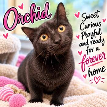 Orchid -  Domestic Short Hair Cat for Adoption in Oakdale, California - Orchid | PetCurious
