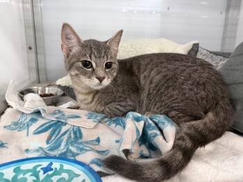Springform -  Domestic Short Hair Cat for Adoption in Raleigh, North Carolina - Springform | PetCurious