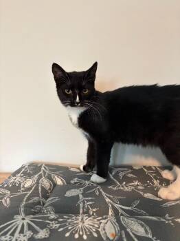 Giblet -  Domestic Short Hair Cat for Adoption in Warrenville, South Carolina - Giblet | PetCurious