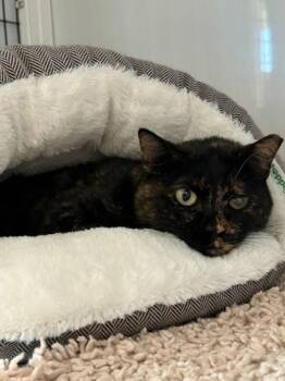 Rescue Domestic Short Hair Cats for Adoption in Carrollton, Texas - Essa | PetCurious