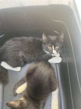 MEG -  Domestic Short Hair Cat for Adoption in Palmetto, Florida - MEG | PetCurious