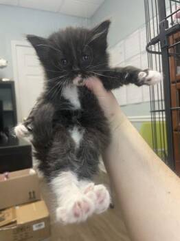 Bumblebee -  Domestic Short Hair Cat Available for Adoption in Lawrenceville, Georgia - Bumblebee | PetCurious