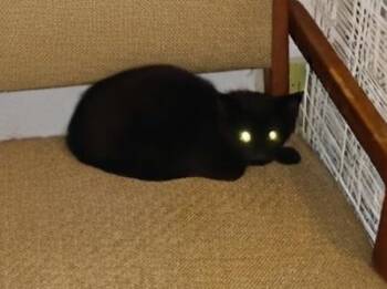 Sweetheart -  Domestic Short Hair Cat for Adoption in Dyer, Indiana - Sweetheart | PetCurious