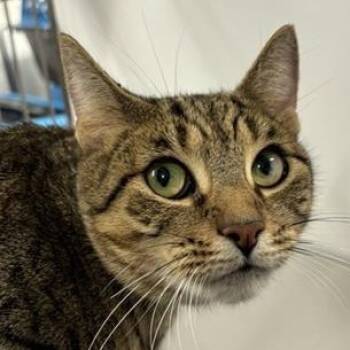 Rescue Domestic Medium Hair Cats for Adoption in New York, New York - Hydrangea | PetCurious