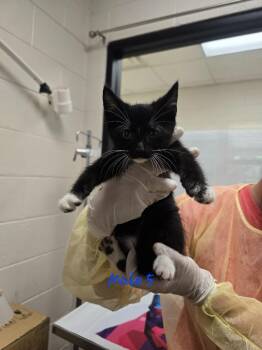 Domestic Short Hair Cats Available for Adoption in Madison, Georgia - Oyster | PetCurious