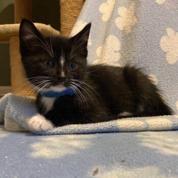 Oak -  Domestic Short Hair Cat for Adoption in Franklin, Tennessee - Oak | PetCurious