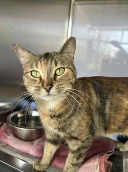 Rescue Domestic Short Hair and Torbie Cats for Adoption - Chrysalis | PetCurious