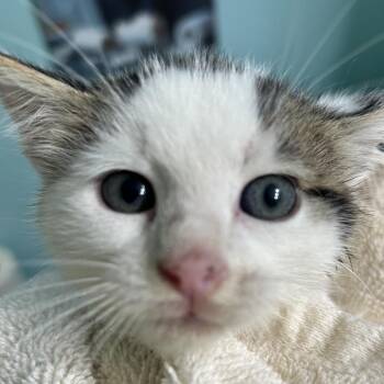 Archer -  Domestic Short Hair Cat for Adoption - Archer | PetCurious