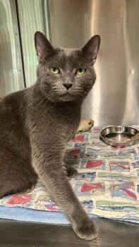 Ace -  Domestic Short Hair Cat for Adoption in Lunenburg, Massachusetts - Ace | PetCurious
