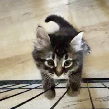 Domestic Medium Hair Cats Available for Adoption in Moses Lake, Washington - Piper | PetCurious