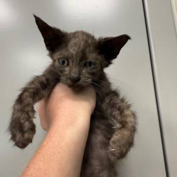 Nugget -  Domestic Short Hair Cat for Adoption in Sand Springs, Oklahoma - Nugget | PetCurious