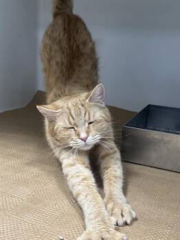 PEACHES -  Domestic Short Hair Cat for Adoption in Brewster, Massachusetts - PEACHES | PetCurious