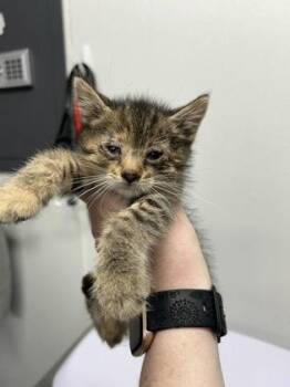 Elaine -  Domestic Short Hair Cat for Adoption in West Chester, Pennsylvania - Elaine | PetCurious
