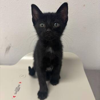 Basquiat -  Domestic Short Hair Cat for Adoption in Edinburg, Texas - Basquiat | PetCurious