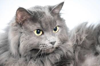 Domestic Medium Hair Cats Available for Adoption in Loveland, Colorado - ELSIE | PetCurious