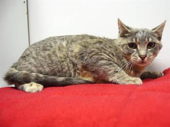 Rescue Domestic Short Hair Cats for Adoption in Sacramento, California - CARVER | PetCurious