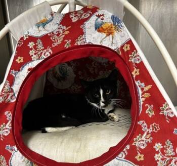 Rescue Domestic Short Hair Cats for Adoption in Spartanburg, South Carolina - Twix | PetCurious