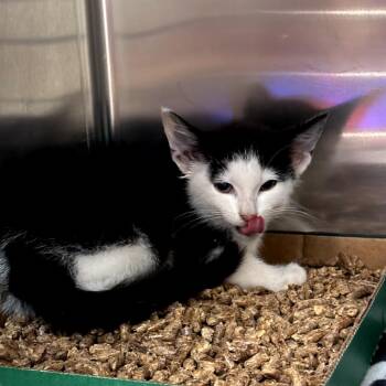 Jubilee -  Domestic Short Hair Cat for Adoption in Newark, New Jersey - Jubilee | PetCurious