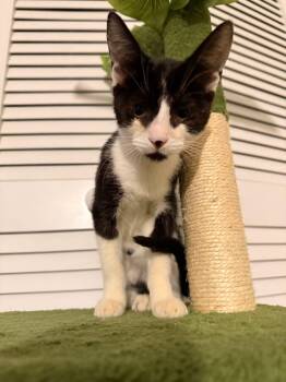 Rescue Tuxedo Cats for Adoption in Miami, Florida - Madonna | PetCurious