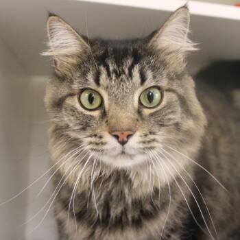 Milo -  Domestic Long Hair Cat for Adoption in Champaign, Illinois - Milo | PetCurious