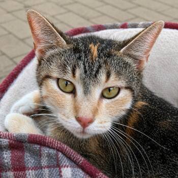 Domestic Short Hair Cats Available for Adoption in Austin, Texas - Marge Simpson | PetCurious