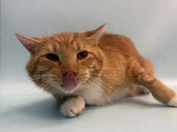 Carrot -  Domestic Short Hair Cat for Adoption in Golden Valley, Minnesota - Carrot | PetCurious