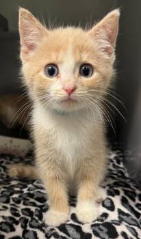 STEGOSAURUS -  Domestic Short Hair Cat for Adoption in Leesburg, Virginia - STEGOSAURUS | PetCurious