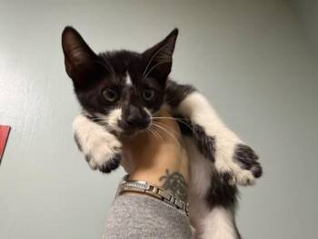 HANNAH -  Domestic Short Hair Cat for Adoption in Doral, Florida - HANNAH | PetCurious