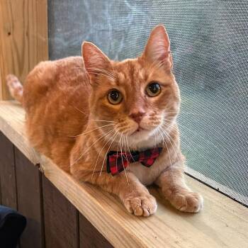 Rescue Domestic Short Hair Cats for Adoption - Pesto | PetCurious