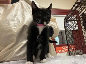 DEAN -  Domestic Short Hair Cat for Adoption in Colorado Springs, Colorado - DEAN | PetCurious