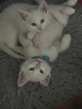Domestic Short Hair Cats Available for Adoption in San Jose, California - Kadabra (bonded W/Abra) | PetCurious